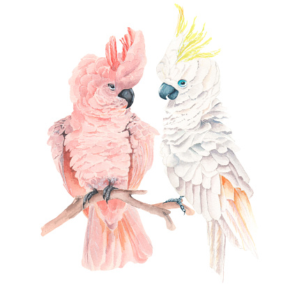 Illustration with two cockatoos. Watercolor illustration on a white background. Suitable for prints, textiles, postcards, wallpaper.