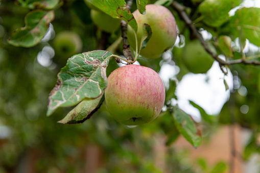 Organic apples on a tree.