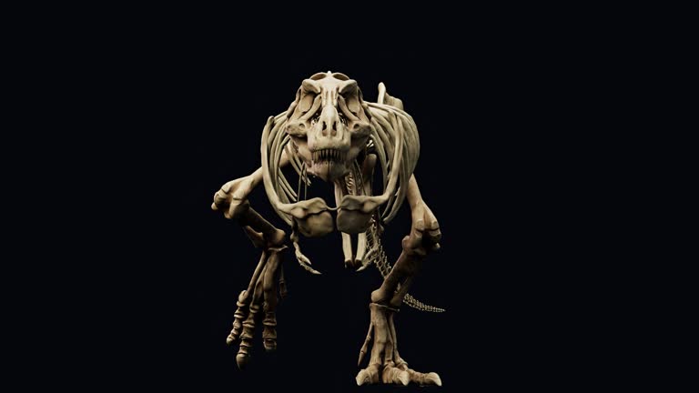 Trannosaurus Rex Sue Skeleton Animation render of background. 3d rendering