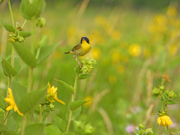 istock Common Yellowthroat (Geothlypis trichas) North American Warbler Bird 1693897018