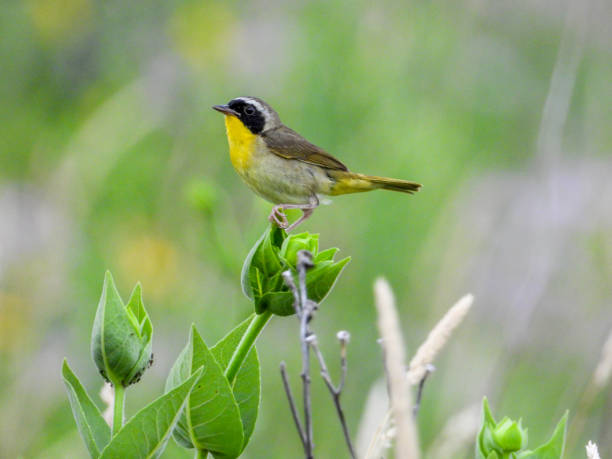 istock Common Yellowthroat (Geothlypis trichas) North American Warbler Bird 1693897019