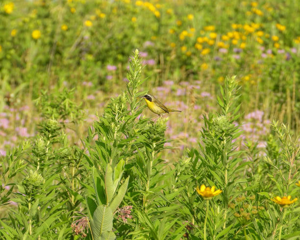 istock Common Yellowthroat (Geothlypis trichas) North American Warbler Bird 1693897034