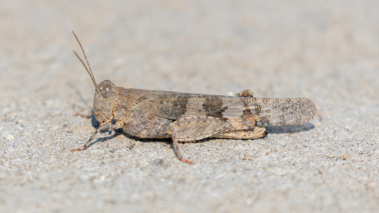 Pallid-winged Grasshopper resting on residential property's driveway in Northern California.
