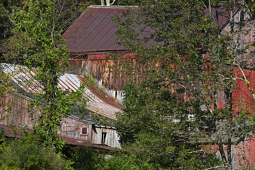 Dilapidated New England barn through trees, September. Taken in a nature preserve with a 300mm lens.