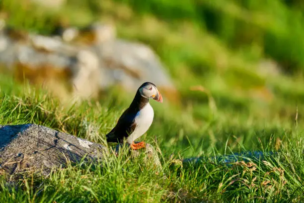 Photo of Cute and adorable Puffin, fratercula, on a cliff in Norway.