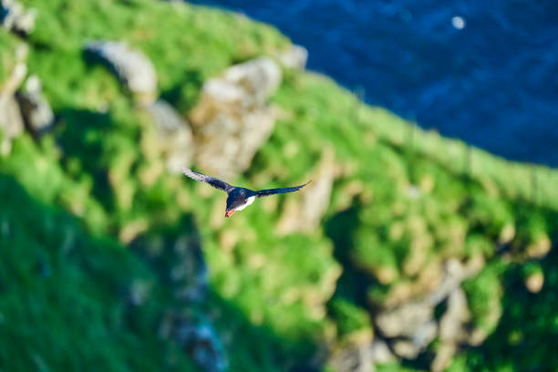 Cute and adorable Puffin seabird, fratercula, flying over a high cliff at Runde island, a popular tourist destination for bird watching at the coastline of the north atlantic ocean in Norway.