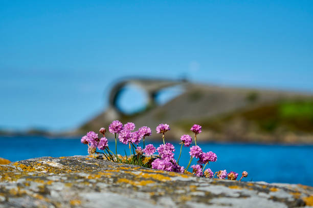 istock popular bridge along the famous atlantic road in Norway 1693933653