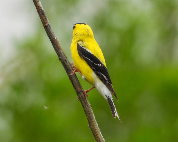 istock American Goldfinch (Spinus tristis) North American Backyard Bird 1693937539
