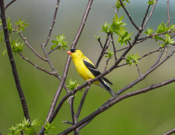 istock American Goldfinch (Spinus tristis) North American Backyard Bird 1693943064