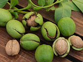 Freshly harvested walnuts with leaves