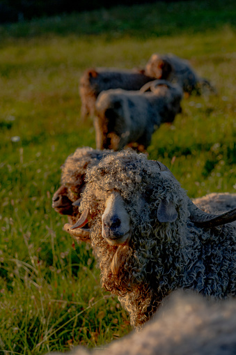 Angora goats in the pasture