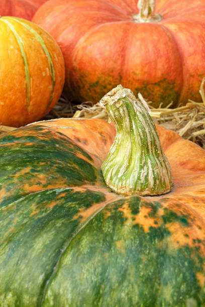 istock Group of green and yellow pumpkins 1693955555