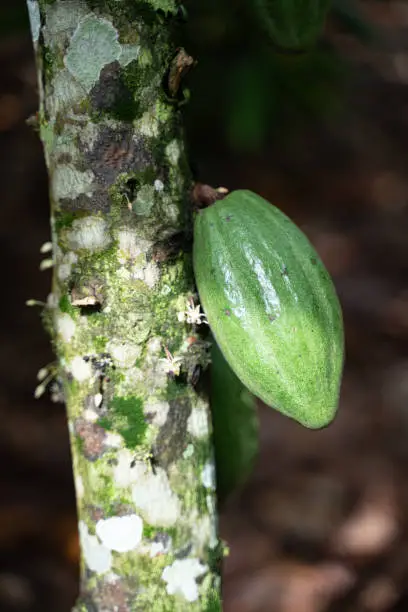 Green organic ripe cocoa fruit is hanging on the tree.