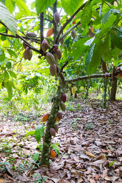 istock Red cocoa fruits are hanging on a tree. 1693956675
