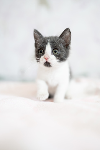 Cute little grey and white kitten sitting on sofa. Young cute little kitty at home. Cute funny home pets. Domestic animal and young kittens.