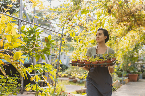 Portrait of a beautiful Asian urban farmer holding a tray of potted plants