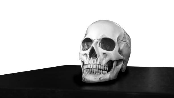Human skull isolated in black and white stock photo