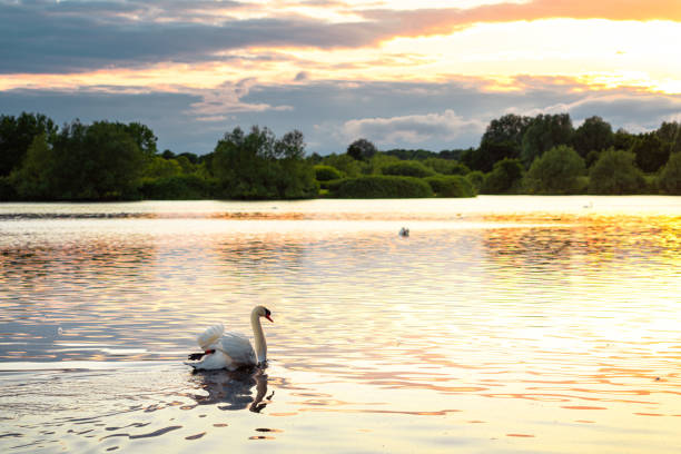 Swan in Caldecotte Lake at sunset, Milton Keynes