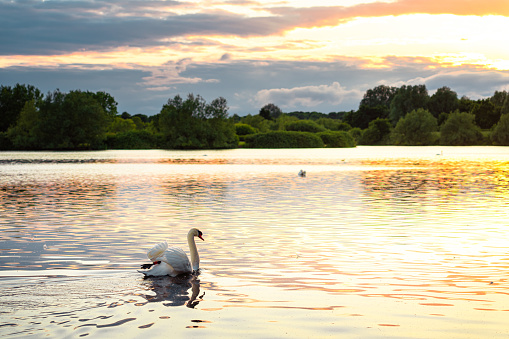 Swan in Caldecotte Lake at sunset, Milton Keynes