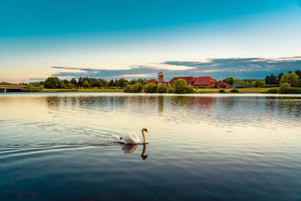 Swan in Caldecotte Lake at sunset, Milton Keynes