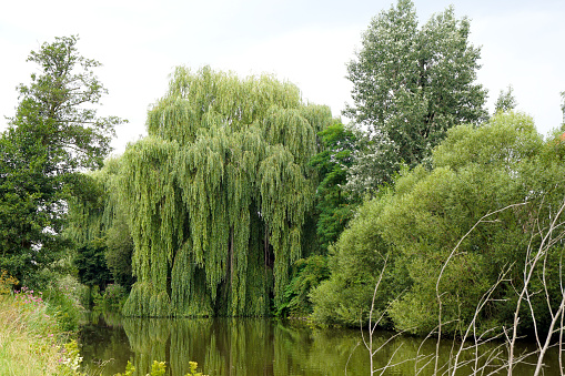 beautiful old willow tree growing at the edge of Vils River in Bavaria