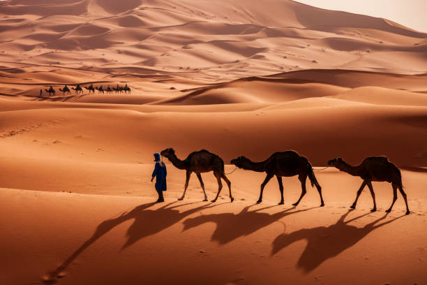 Young Tuareg with camels on Western Sahara Desert in Africa Tuareg with camels on the western part of The Sahara Desert in Morocco. The Sahara Desert is the world's largest hot desert. bedouin stock pictures, royalty-free photos & images