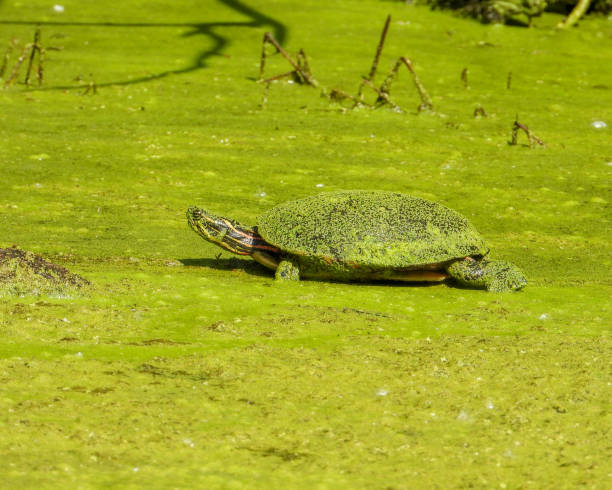 istock Painted Turtle (Chrysemys picta) North American Aquatic Reptile 1693979446