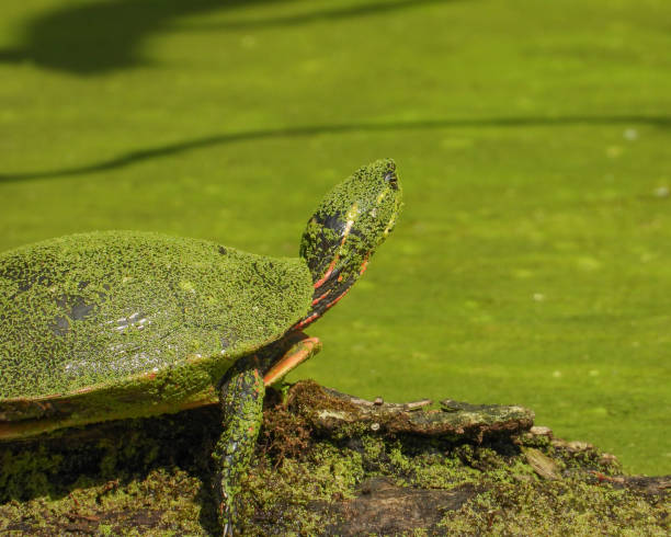 istock Painted Turtle (Chrysemys picta) North American Aquatic Reptile 1693979453