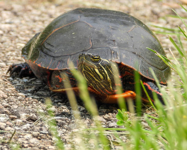 istock Painted Turtle (Chrysemys picta) North American Aquatic Reptile 1693980194