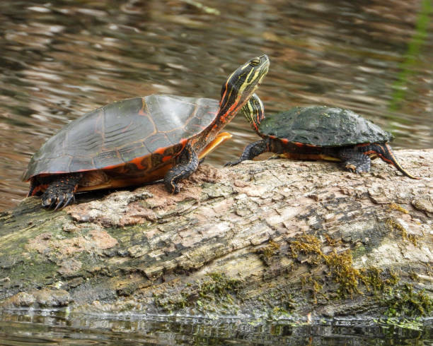 istock Painted Turtle (Chrysemys picta) North American Aquatic Reptile 1693980627