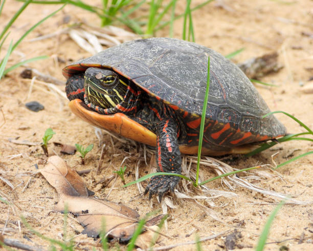 istock Painted Turtle (Chrysemys picta) North American Aquatic Reptile 1693981136