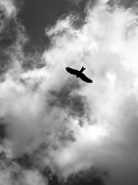 istock B&w view of a big bird flying in open sky 1693983445
