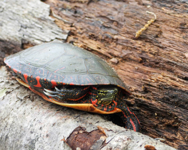 istock Painted Turtle (Chrysemys picta) North American Aquatic Reptile 1693983464