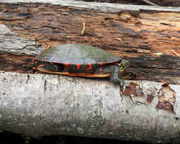 istock Painted Turtle (Chrysemys picta) North American Aquatic Reptile 1693983465