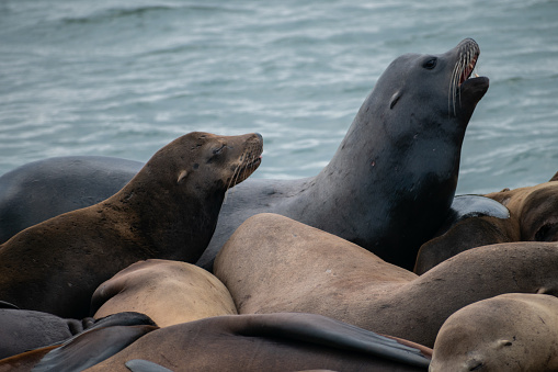 sea lions on a deck at Oceanside Pier, CA
