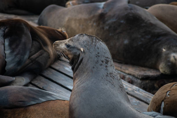 istock Sea lions. San Francisco 1693992634