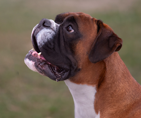 Boxer dog,painted on white markings