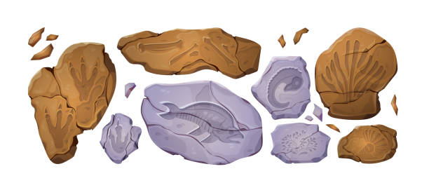 kamienie kopalne o śladzie dinozaura - animal skeleton stock illustrations