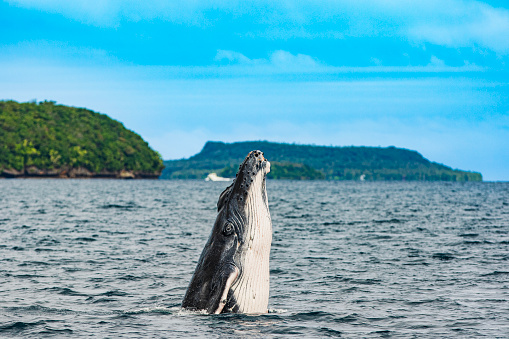 Close up of humpback whale calf breaching on the oceans surface with tropical island in background