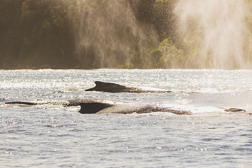 Humpback whale dorsal fin and blowhole mist on the oceans surface in golden light. Photographed off the South Pacific island of Vava’u in Tonga.