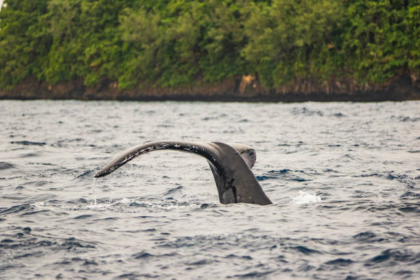 istock Humpback whale lifting tail fluke on the oceans surface with tropical island in background 1694005516