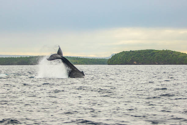 istock Humpback whale fin slapping with tail fluke on the oceans surface 1694005524