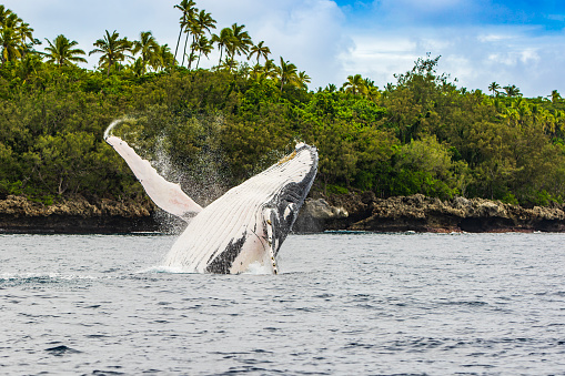 Close up of adult humpback whale breaching on the oceans surface with tropical island in background