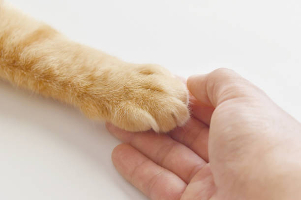 istock Ginger cat paw on human hand. Love between animal and human concept. 1694012085