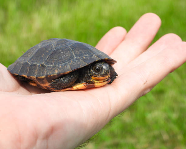 istock Blanding's Turtle (Emydoidea blandingii) Semi Aquatic Reptile 1694016396