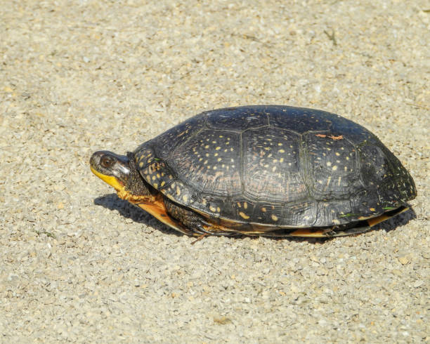 istock Blanding's Turtle (Emydoidea blandingii) Semi Aquatic Reptile 1694016404