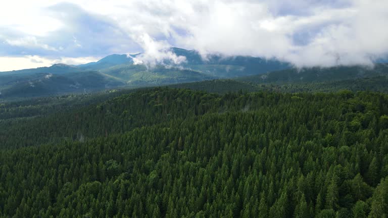 coniferous forest top view flight drone panorama