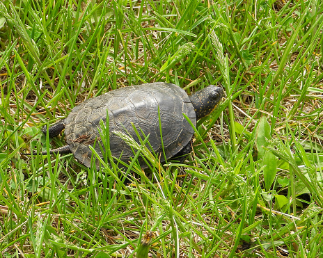 Blanding's Turtle (Emydoidea blandingii) Semi Aquatic Reptile