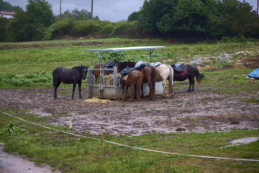 A group of horses in a stable eat in a trailer with straw