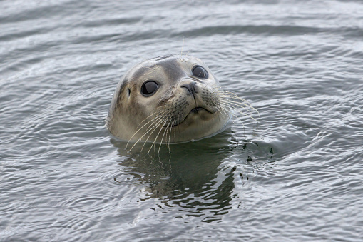 Harbor seal taken at the Atlantic Sea Park in Alesund, Norway.
